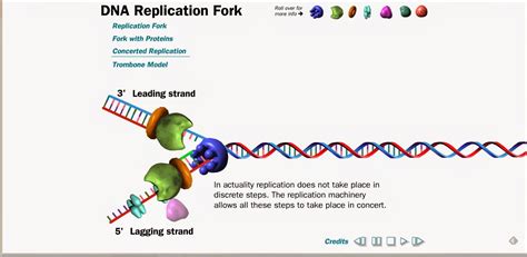 dna replication interactive simulation.